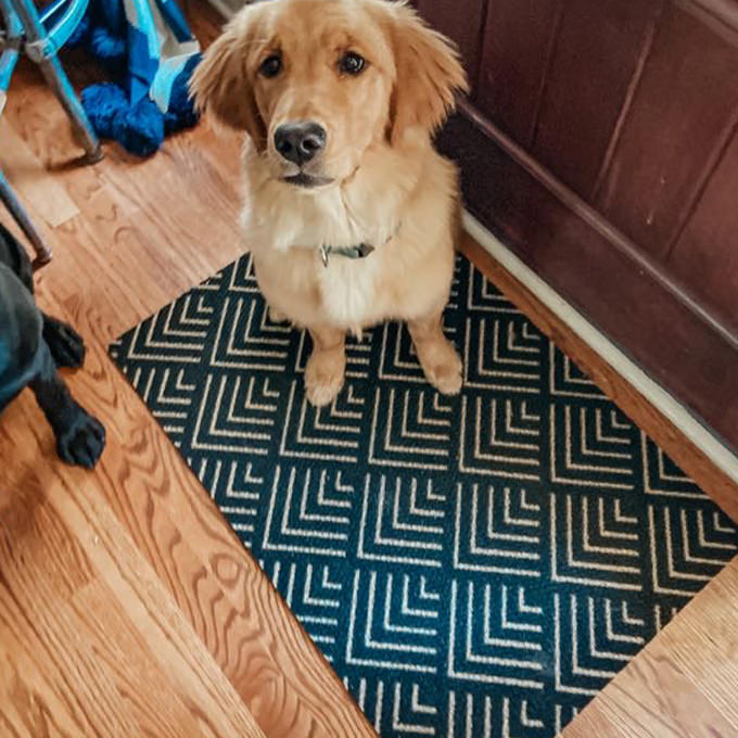 Dog on black and coir colored doormat at front door