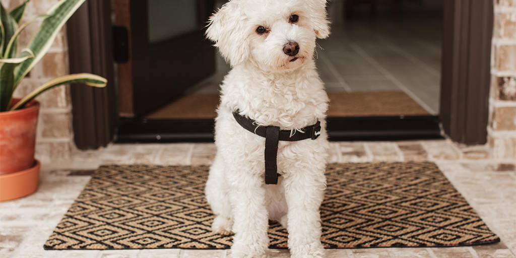 A low-profile Neighburly doormat in Diamond Dots with a cute white dog sitting on the pet friendly mat.